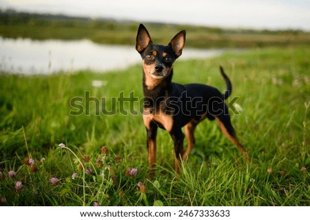 Small dog while walking in meadow. Smooth-haired Russian Toy Terrier dog during walk in park. Portrait of indoor and decorative dog. Walking pets