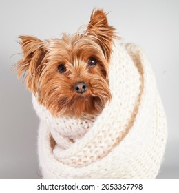 Small Dog Wrapped In A Warm Knitted Scarf