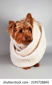 Small Dog Wrapped In A Warm Knitted Scarf