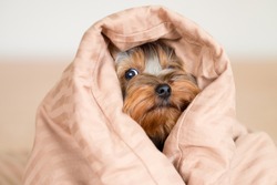 A Small Dog Of The Yorkshire Terrier Breed Wrapped In A Blanket.