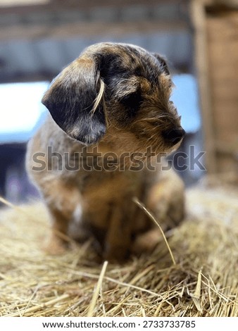 Small Dogs Expression Looking Around On A Hay Bale
