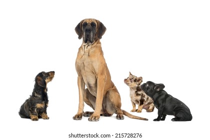 Small Dogs Looking At A Big Dog