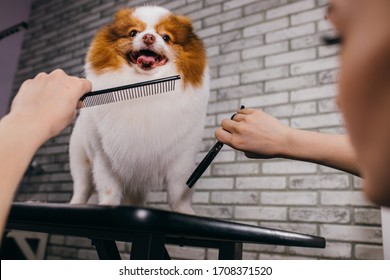 small domestic animal, pet spitz with overgrown hair in grooming salon. dog get procedures of care in salon. professional grooming, hair cutting