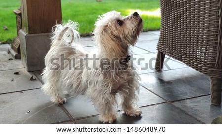 Small domestic dog suffering from the disease of Cushing begging for some food