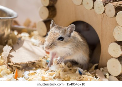 Cute animals  Small-domestic-gerbil-rodent-peeps-260nw-1540545710