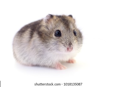 Small domestic hamster isolated on white background.
