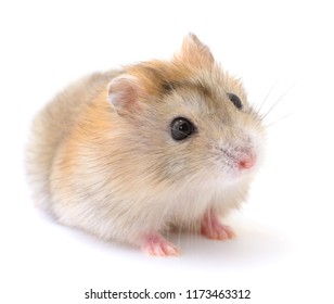 Portrait Curious Gray Rat Isolated On Stock Photo (Edit Now) 645443068