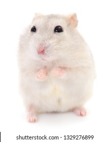 Small domestic hamster isolated on white background.