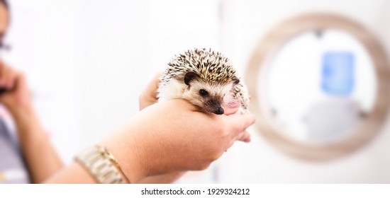 Small Domestic Hedgehog Being Analyzed By Veterinarians, Exotic Pet