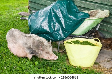 Small Domestic Pig In Farm, Latvia.