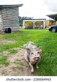 Small Domestic Pig In Farm, Latvia.