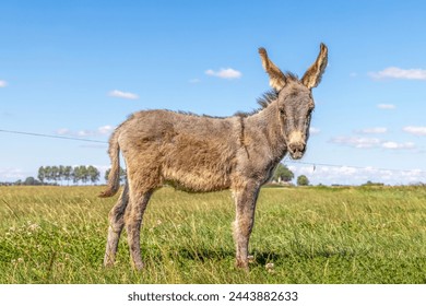 Small donkey standing on green grass in a meadow, pasture in the Netherlands, blue sky - Powered by Shutterstock