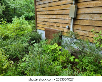 A Small Door On The Back Of A Building That Has Been Over Taken By Vegetation. The Small, Hidden Door Leads To The Cellar And Crawl Space Below The House.