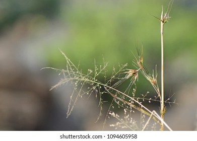 small dotted grass