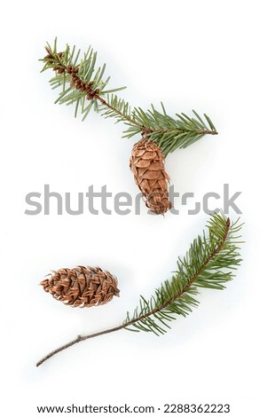 Small Douglas fir tree branches with cones isolated on white backgound in flat lay composition.  Vertical format with room for text. 