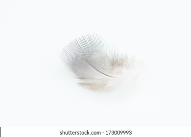 Small down feather close up
