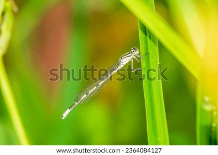 Small dragonfly Enallagma cyathigerum, the common blue damselfly, female. on a blade of green grass