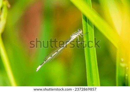 Small dragonfly Enallagma cyathigerum, the common blue damselfly, female. on a blade of green grass