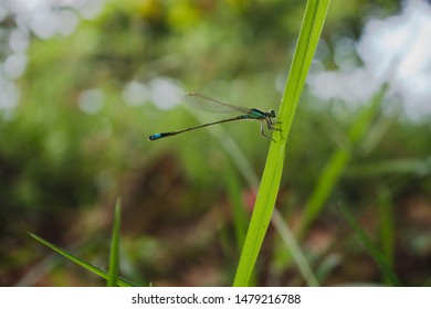Small dragonfly on the grass