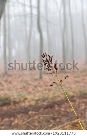 Small dried plant, with a spider web around it, in autumn, fall season, foggy woods in the back. Soft focus of a plant