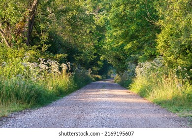 Small Driveway Of Stones And Dirt That Crosses The Spontaneous Green Vegetation Of A Forest. Natural Biotope In Summer.