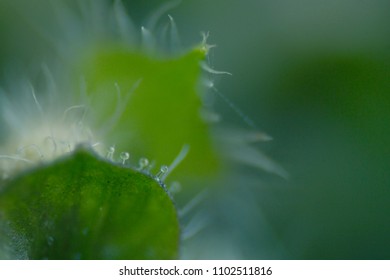small drops of dew on basil leaf in macro