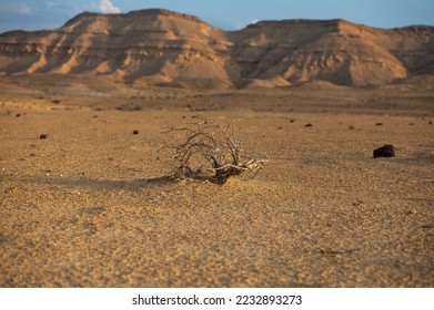 A small dry tree in "HaMakhtesh HaGadol" in the negev desert in Israel. - Shutterstock ID 2232893273