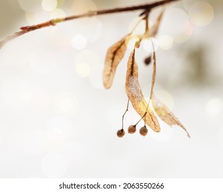 Small Dry Wild Berries On Branches Tree With Snow. Winter Or Late Autumn Scene, Beautiful Nature With Wild Frozen Plant On Blurred Background With Golden Bokeh. Fall Nature Scene, Soft Focus.