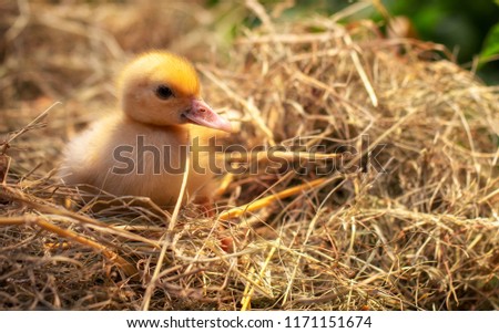 Similar – Image, Stock Photo Baby Muscovy ducklings Cairina moschata