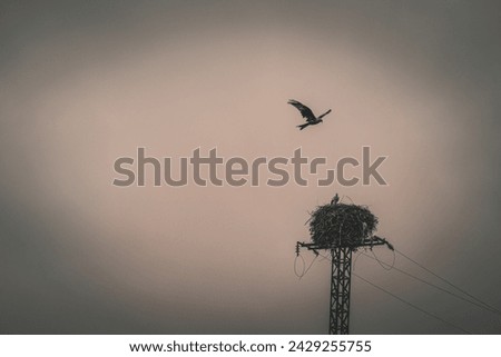 a small eagle flies past a stork in its nest on an electric tower