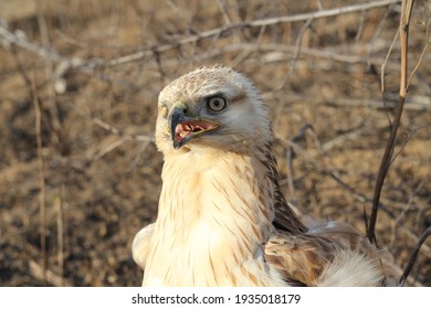 small eagle into the wild