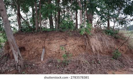 A small earthen mound or elevated soil bank with growing trees and wild vegetation.