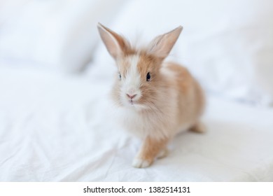 Similar Images Stock Photos Vectors Of Very Cute Long Haired