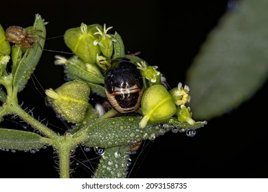 Small Ebony Bug Nymph Of The Family Thyreocoridae With A Spider