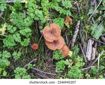 small edible mushrooms, laccaria laccata, deceiver, waxy laccaria - Shutterstock ID 2246945207