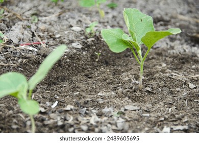 Small eggplant plants in a small garden - Powered by Shutterstock