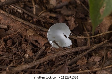 Small Eggshell Broken Amid The Earth And Branches. Macro Photography. Natural Light And Background.
