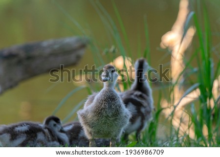 Similar – Gelbes Baby Muskovy Entenküken Cairina moschata