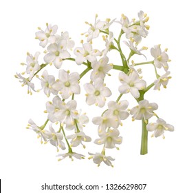 Small Elder Flower