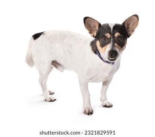 small elderly dog standing on a white background - Powered by Shutterstock