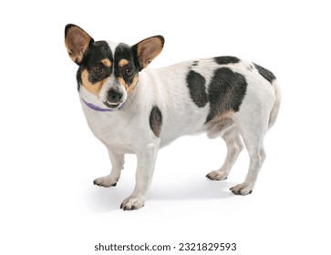 small elderly dog standing on a white background - Powered by Shutterstock