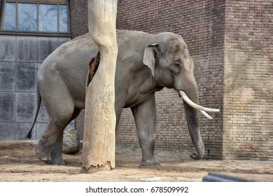 The small elephant 