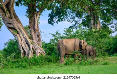 Small Elephant Family Foraging In The Udawalawa National Park.