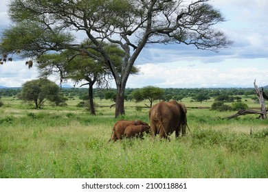 Small Elephant Family Leaving, Showing Us Their Bottoms, Tarangire National Park, Tanzania 2021