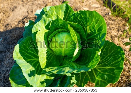 A small embryo of a head of white cabbage growing in a garden bed at home