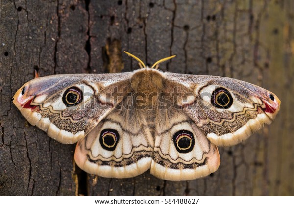 Small Emperor Moth\
(Saturnia pavonia) is a moth of the family Saturniidae, female,\
macro photo.