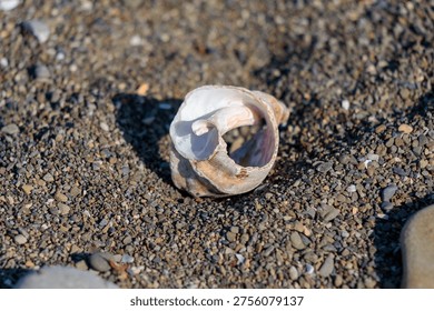 Small empty shell rests on a pebbly beach. Spiral shape with smooth, curved surface. White and pink hues show natural wear. Tiny stones and sand cover the ground