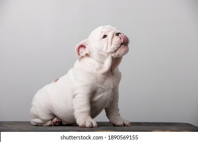 Small English Bulldog Puppy On A White Background