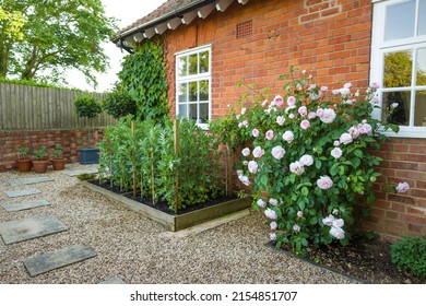 Small English Garden With Hard Landscaping, Gravel, Raised Bed And Rose Bush, UK
