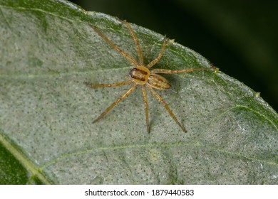 Small Entelegyne Spider Of The Infraorder Entelegynae In A Leaf